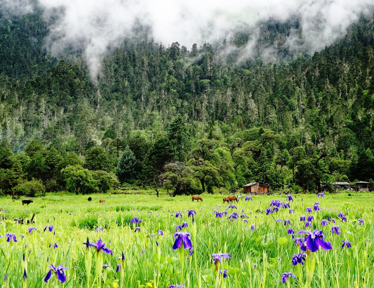 西藏林芝南伊沟