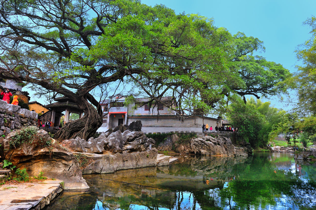 树林大树风景画摄影图