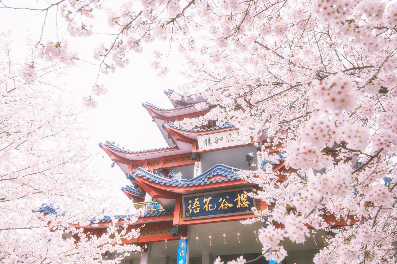 唯美樱花风景画图片