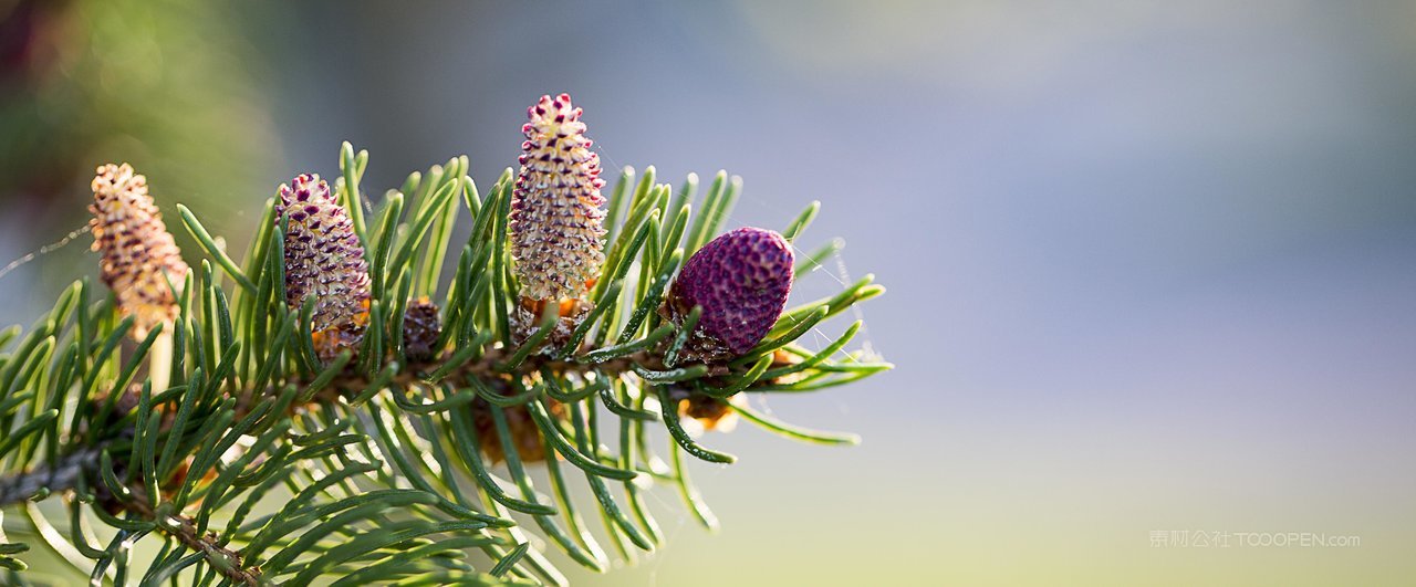 松树树枝高清风景画图片