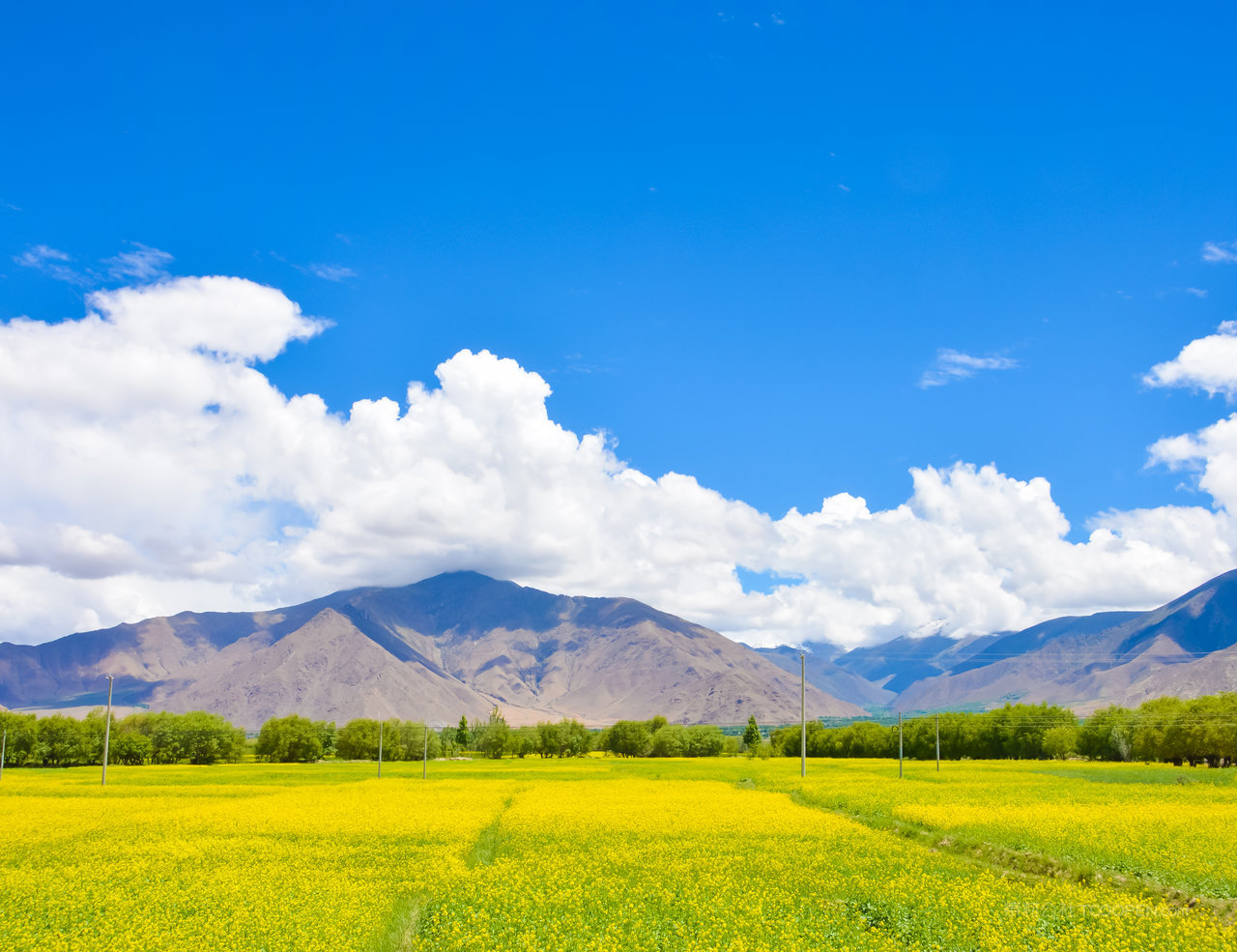 西藏羊湖油菜花田