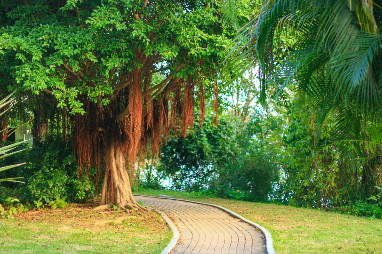 树林大树风景画摄影图