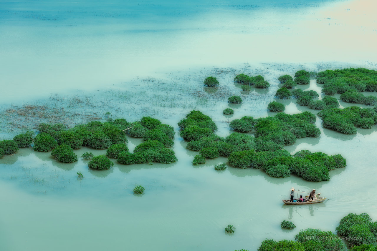 福建霞浦红杉林