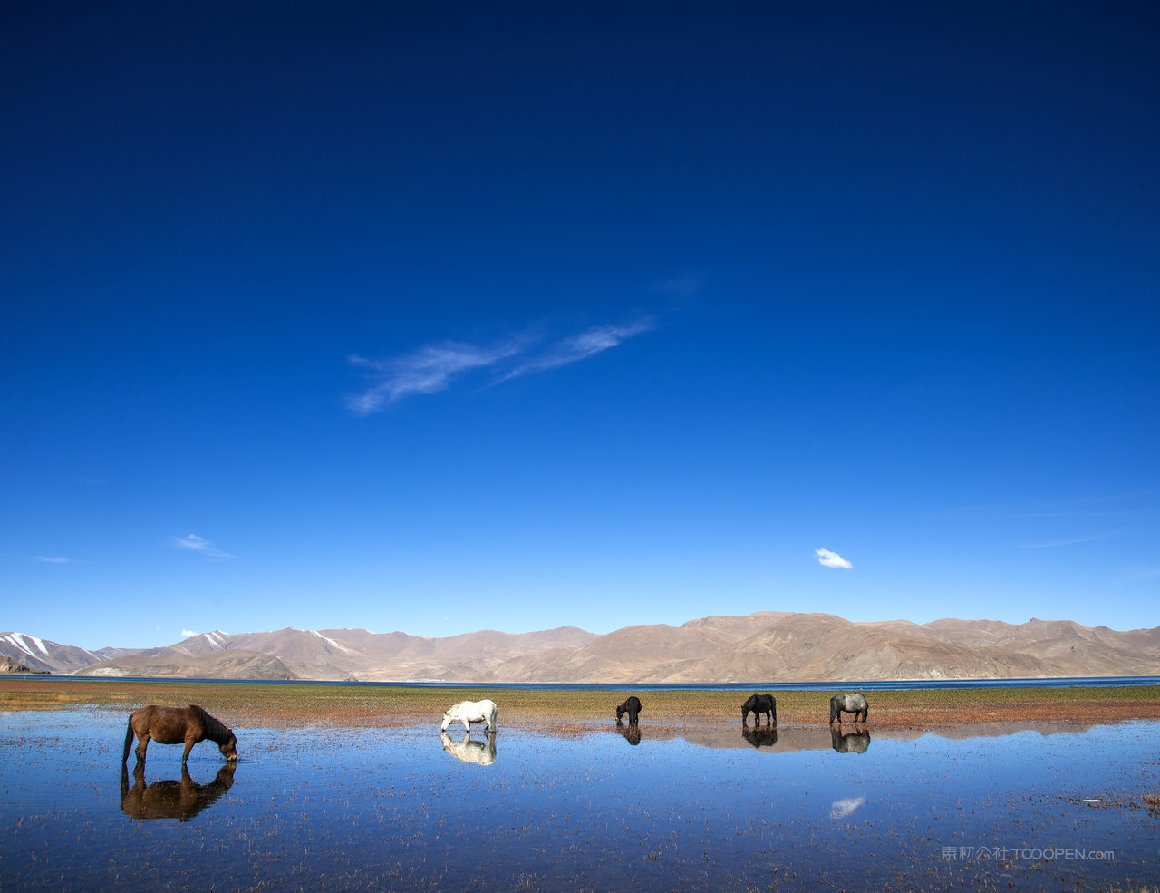 西藏风光湖泊骏马风景画图片