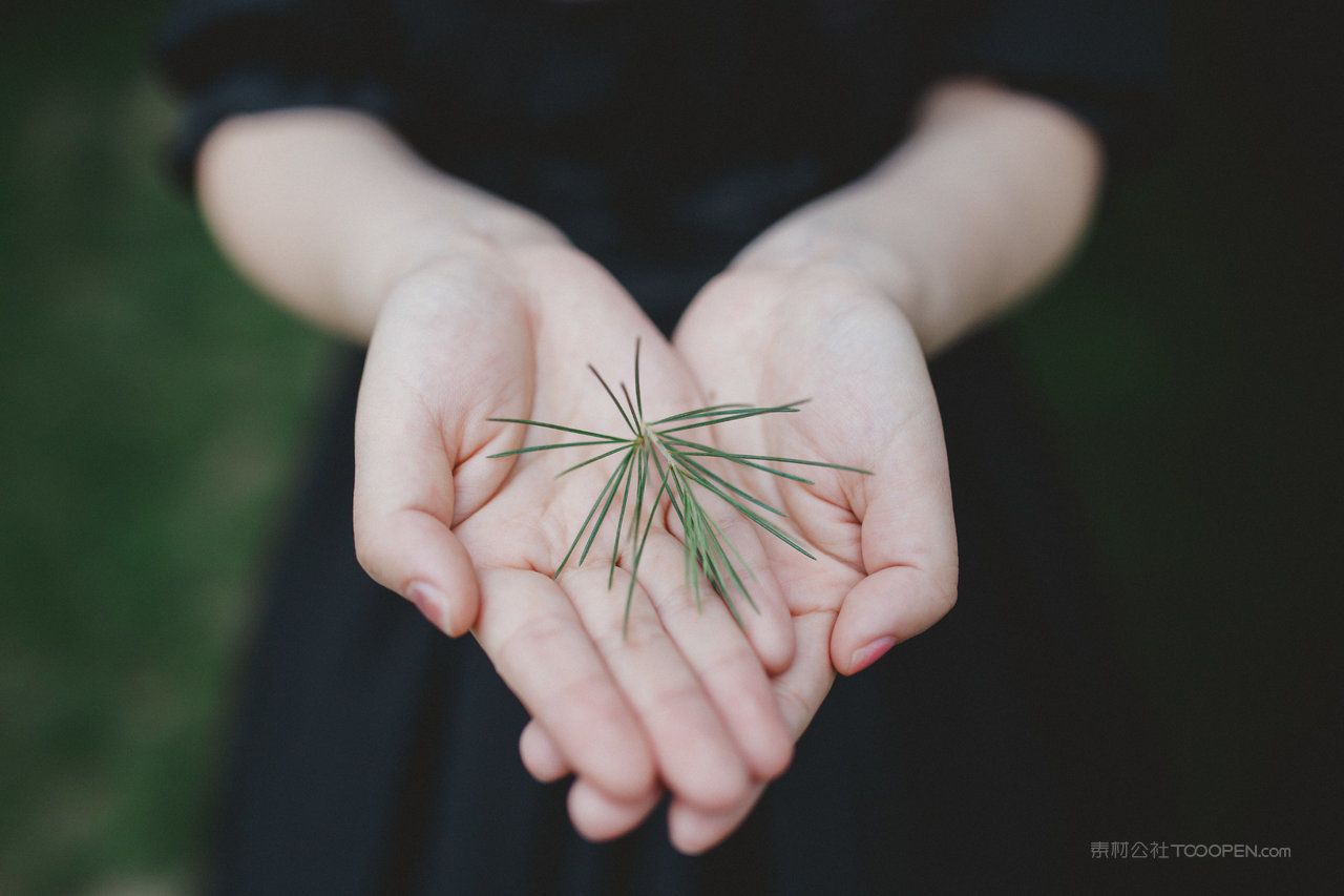 手捧松树枝高清图片