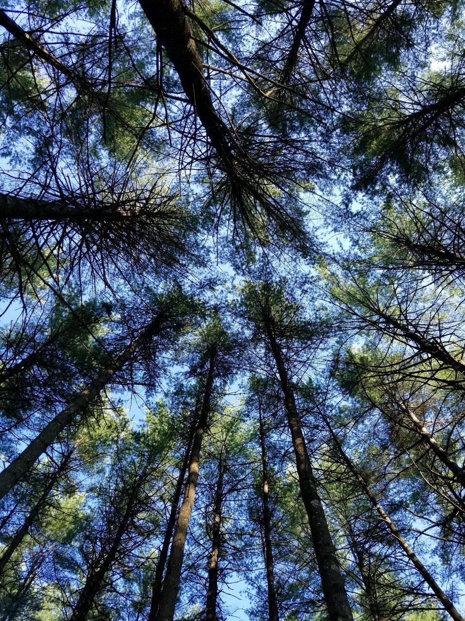 树林松树高清风景画