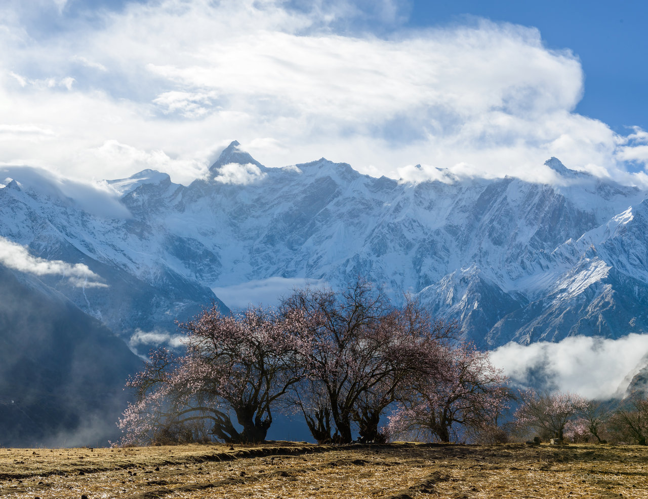 林芝桃花摄影图