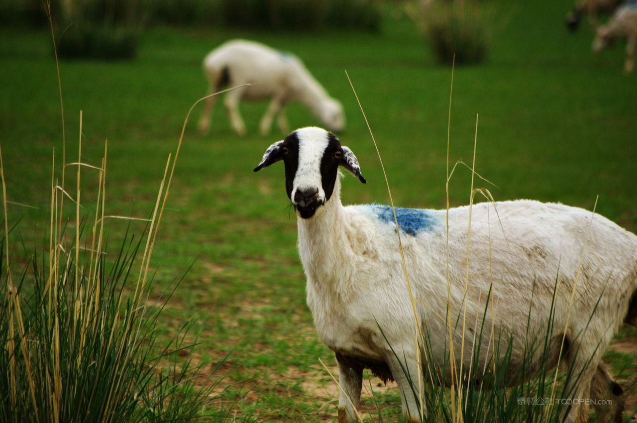 内蒙古草原羊