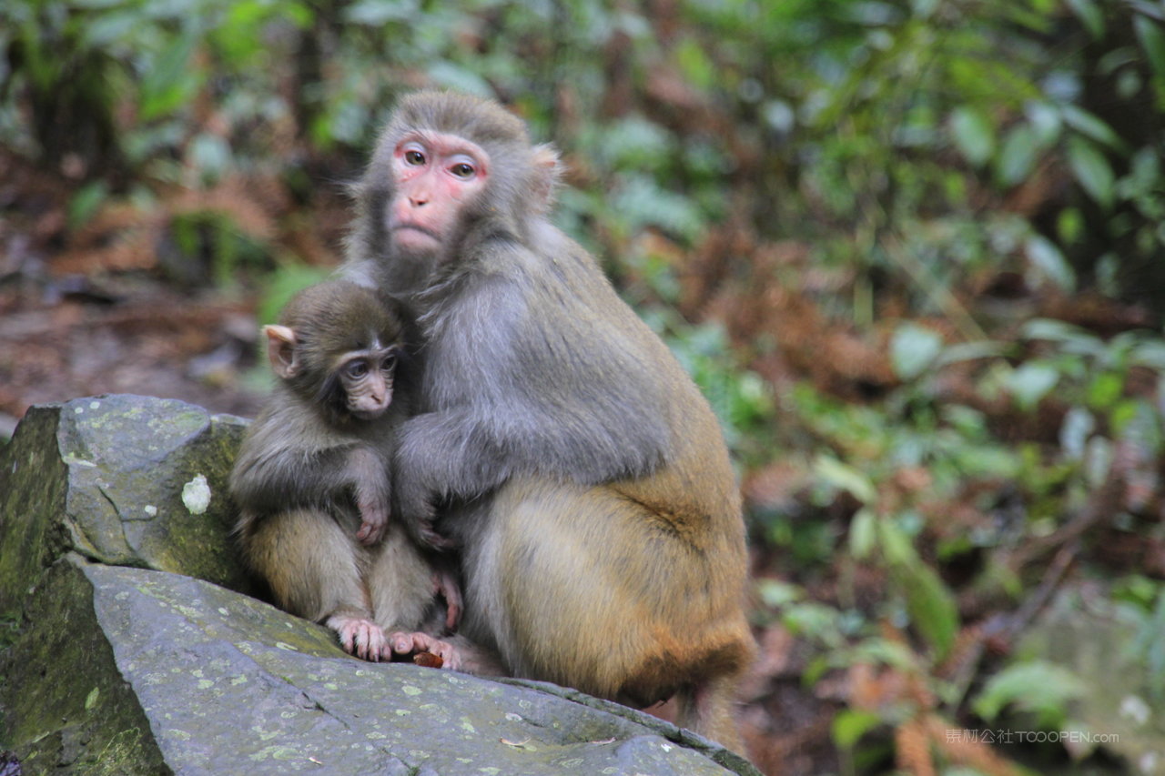 张家界风景画猴子母子摄影图