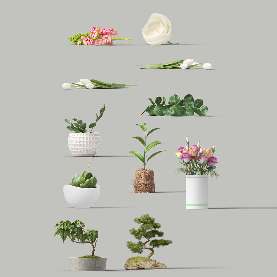 精美的植物和花朵