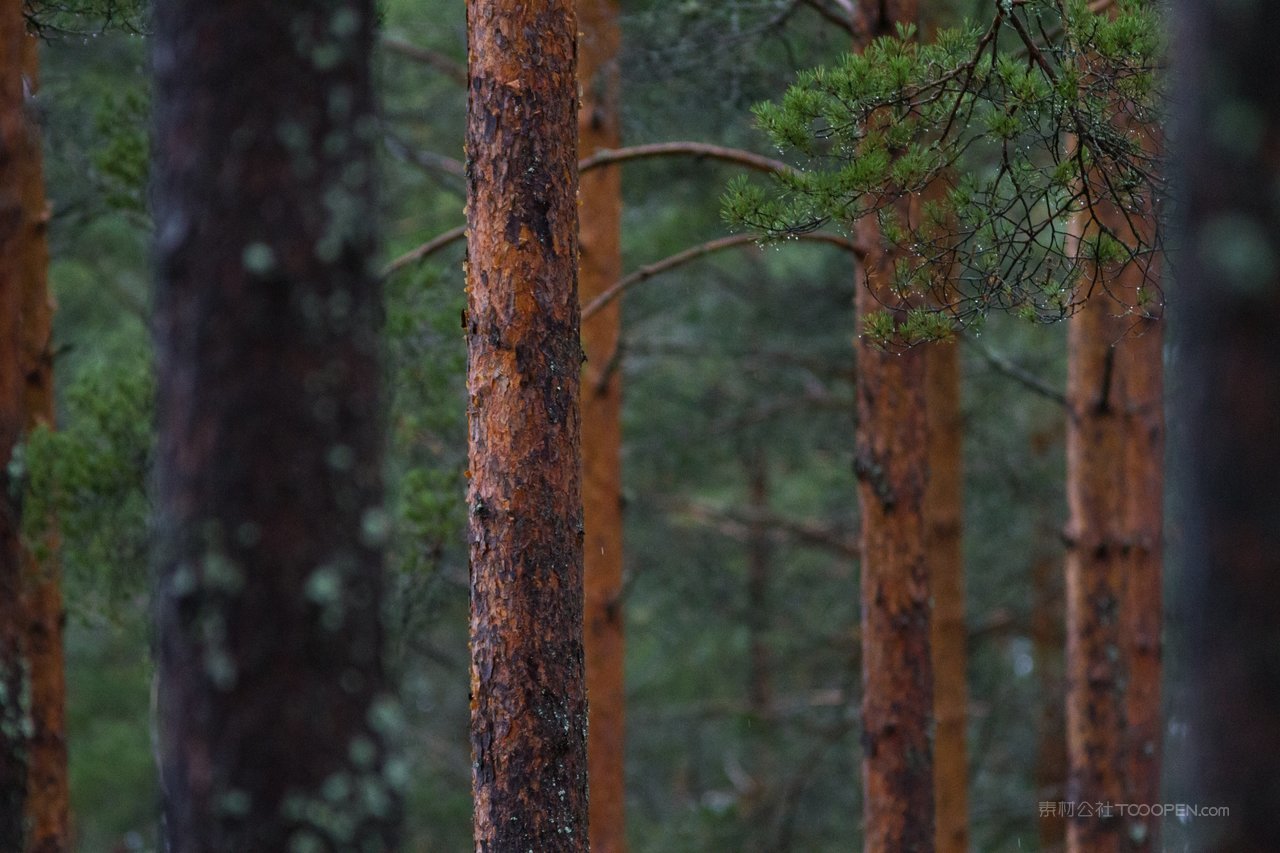 松树树林高清风景画图片