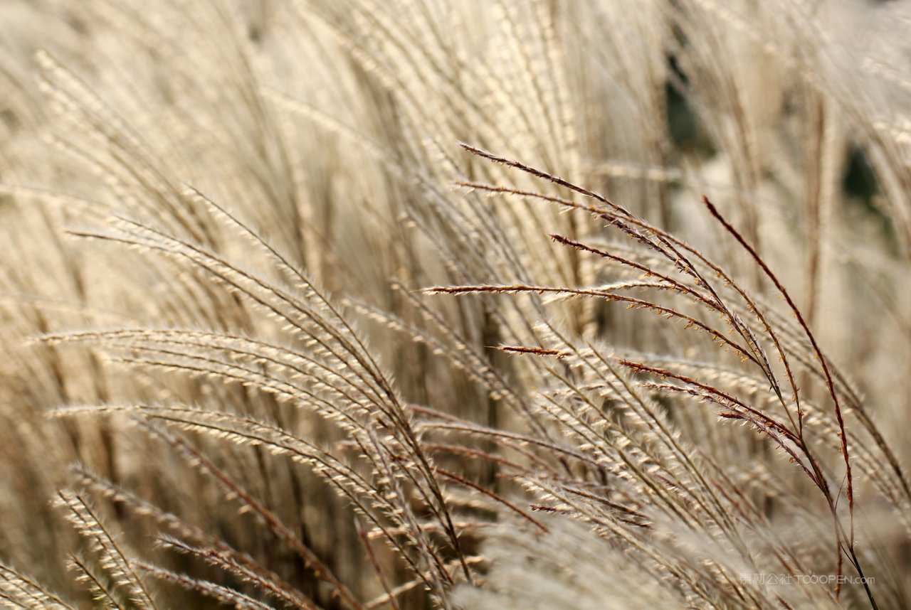 高清芦苇丛风景画