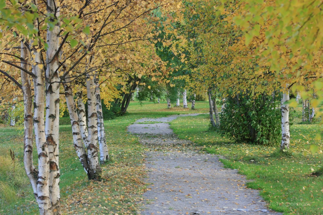 白桦树小道风景画图片