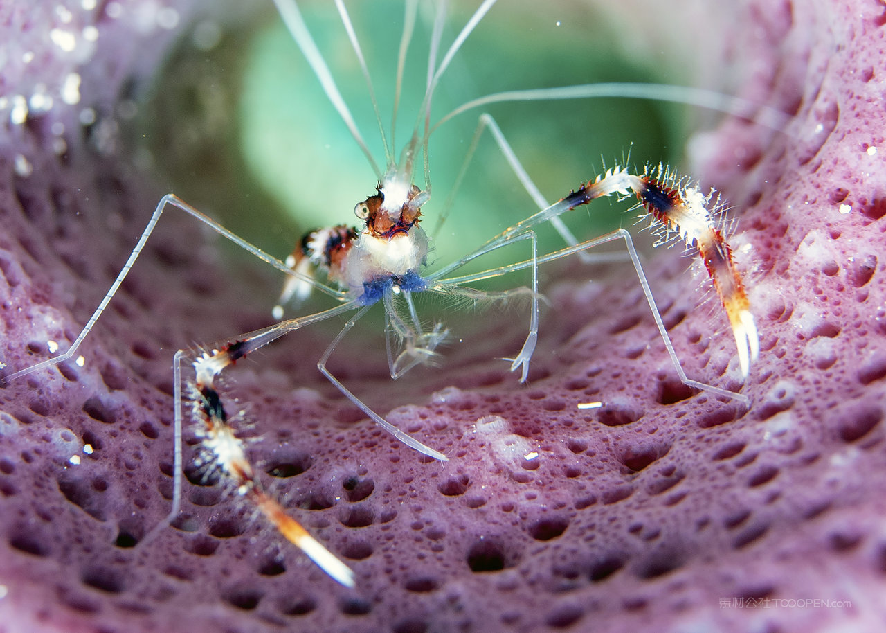 海底珊瑚摄影图片