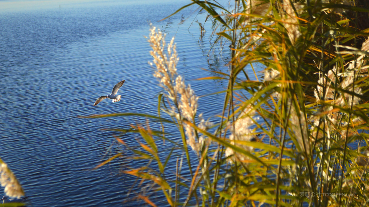 唯美芦苇丛风景画图片