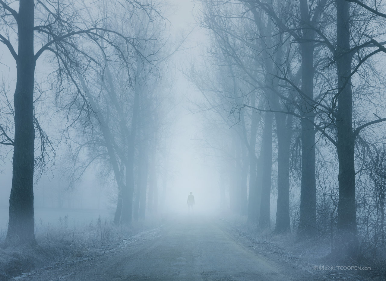 薄雾森林树林风景画图片