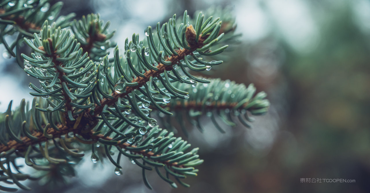 松树树枝高清风景画图片