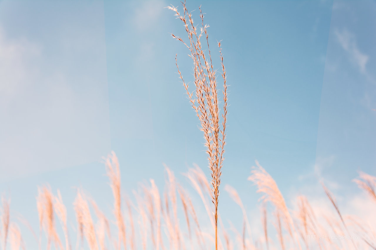 唯美芦苇丛风景画图片