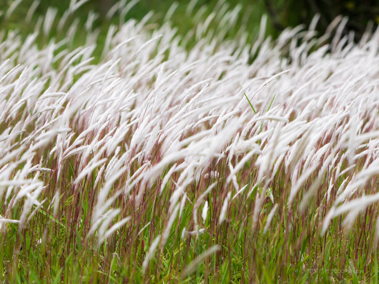 芦苇丛唯美风景画