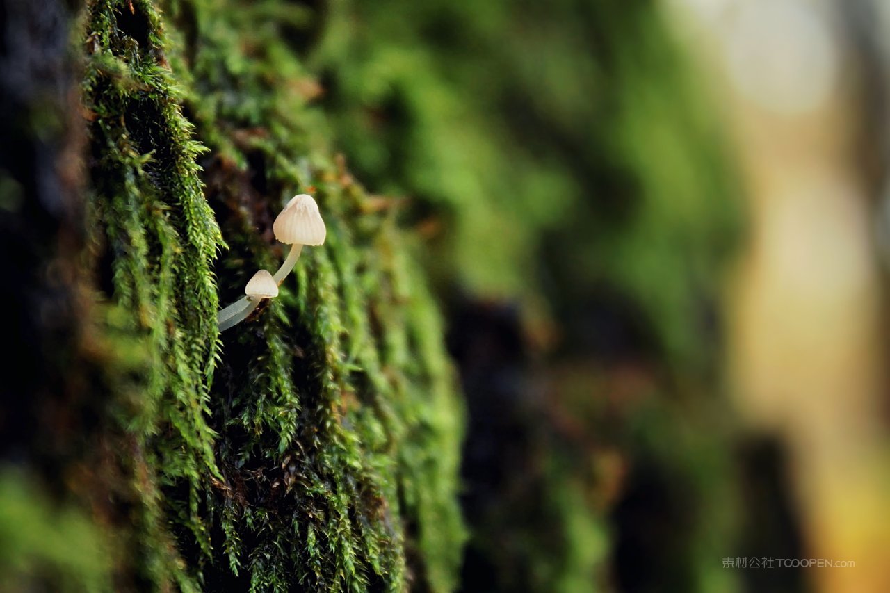高清大树苔藓图片