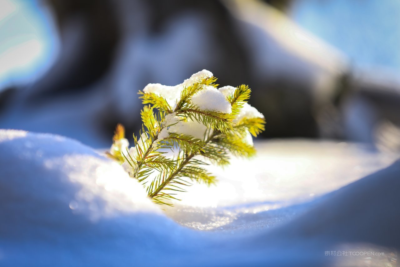 松树雪景高清风景画图片