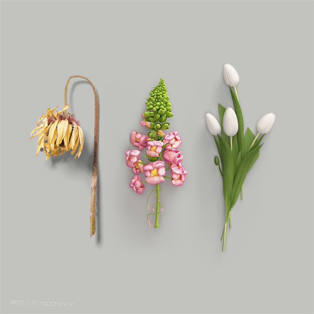 鲜花干花样机素材