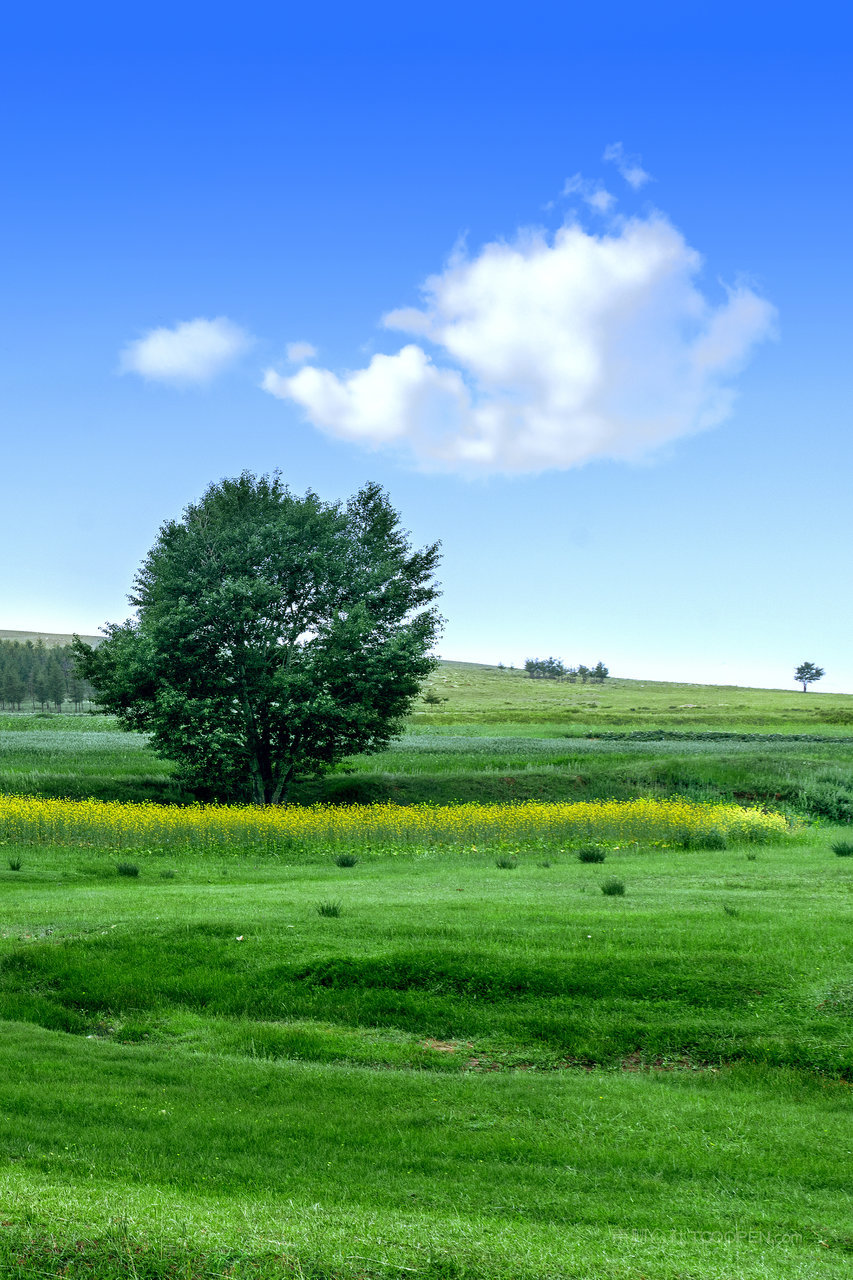 内蒙古武川油菜花地景观