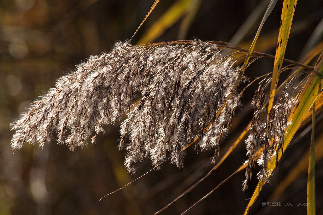高清芦苇丛风景画