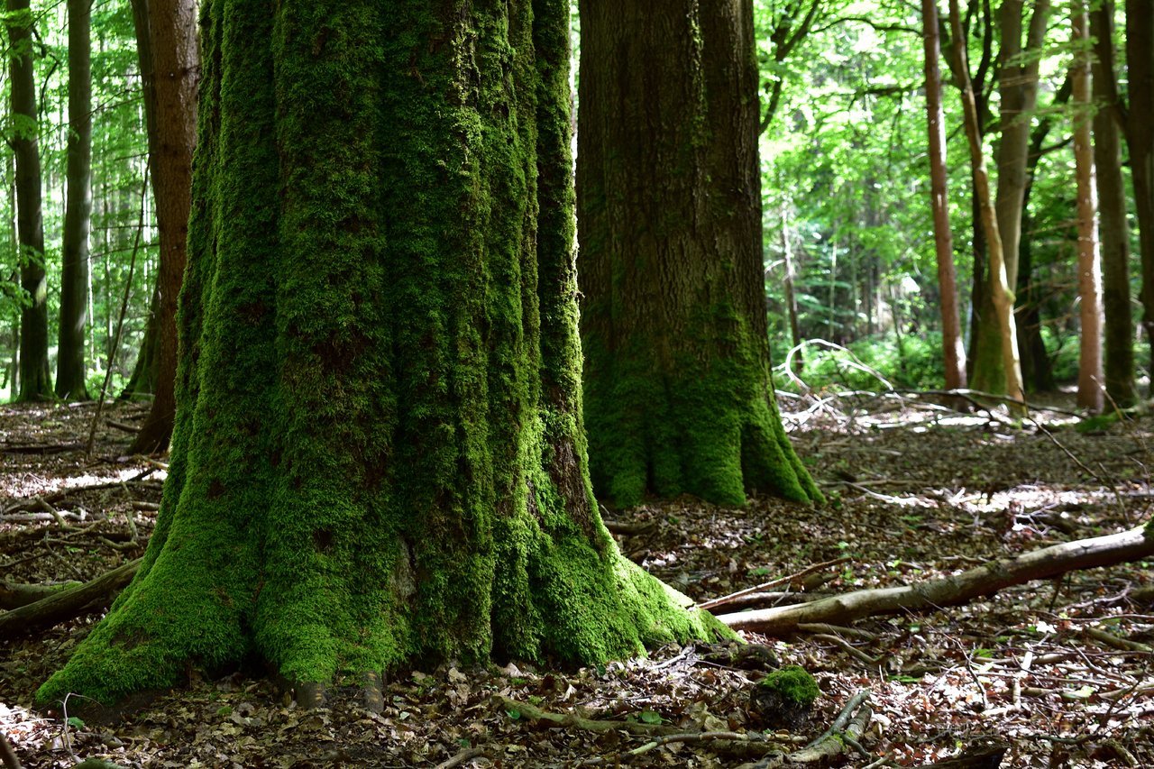 大树树林苔藓风景画图片