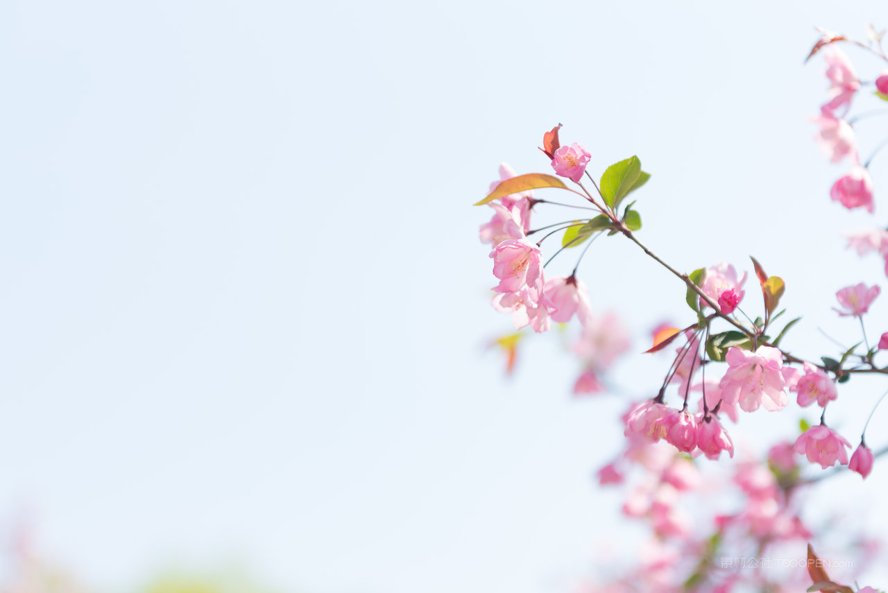 江苏淮安垂丝海棠特写