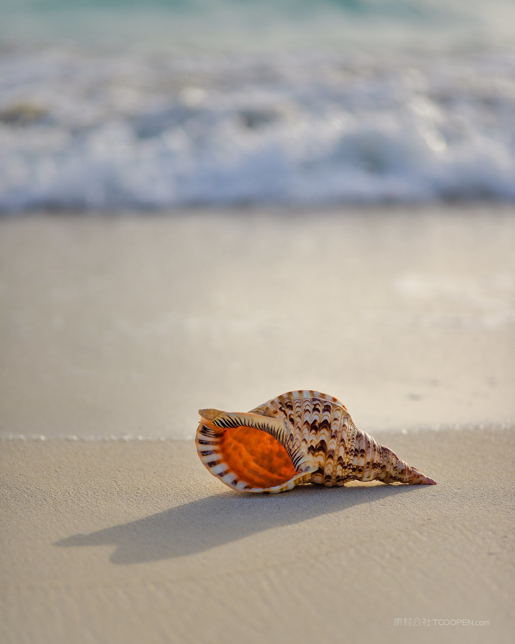 沙滩贝壳海边海景图片