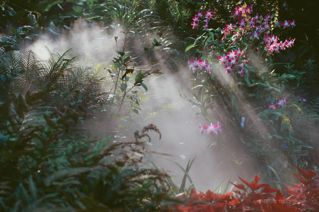 厦门万石植物园雨林景区花丛中的光与影