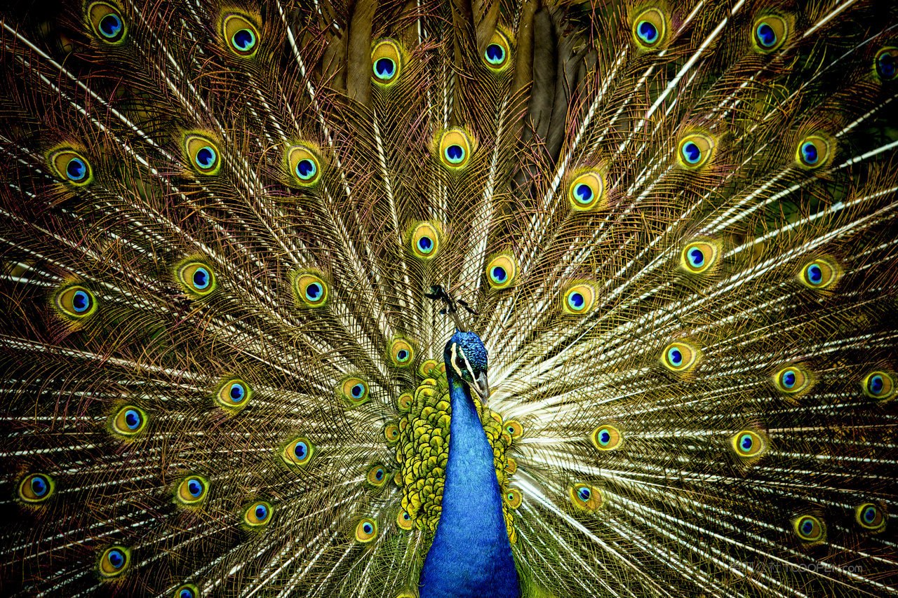 孔雀高清风景画