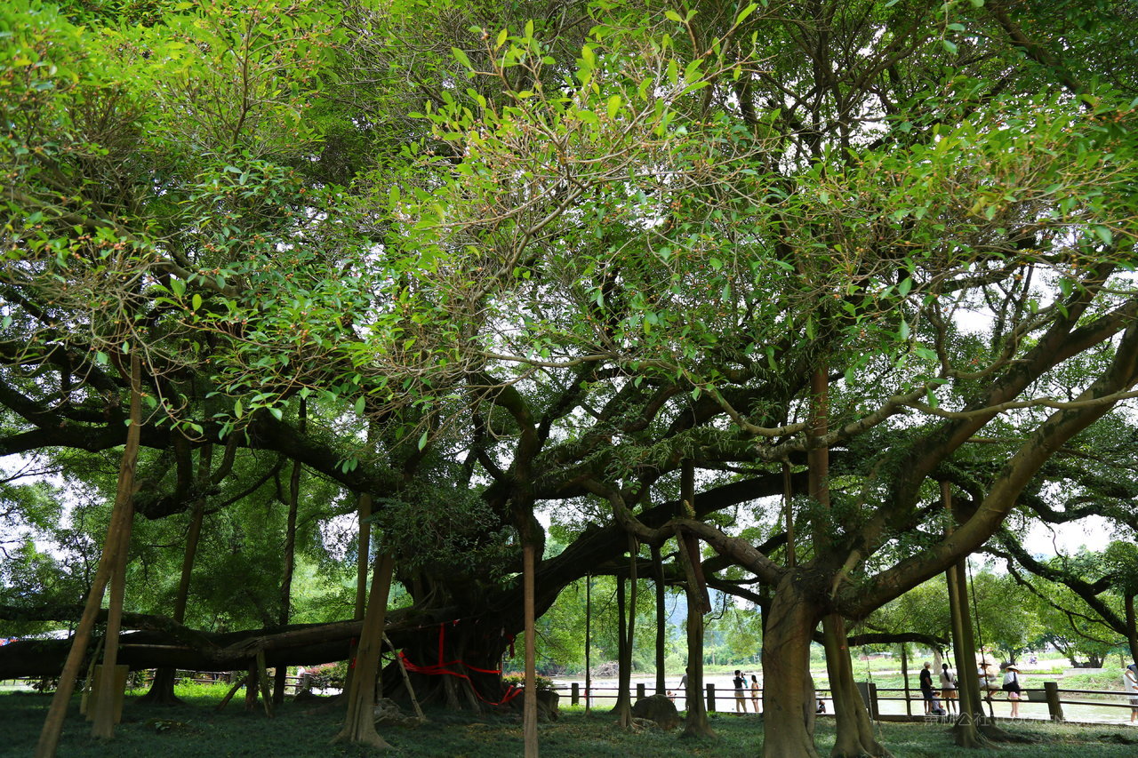 树林大树风景画摄影图