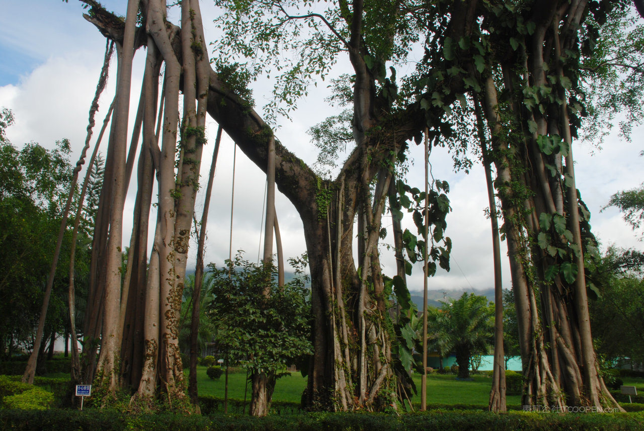 独树成林高清风景画