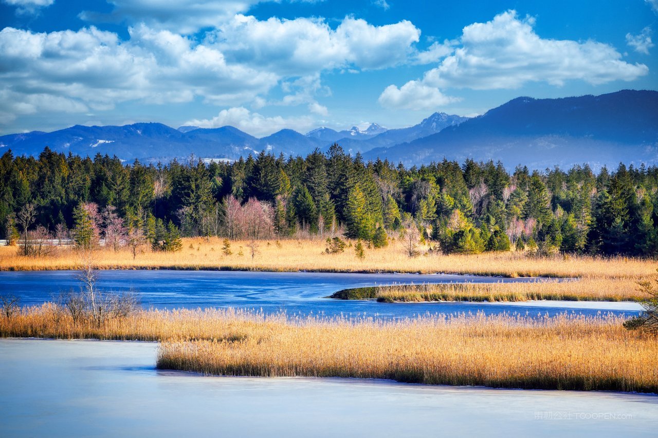 高清芦苇丛风景画