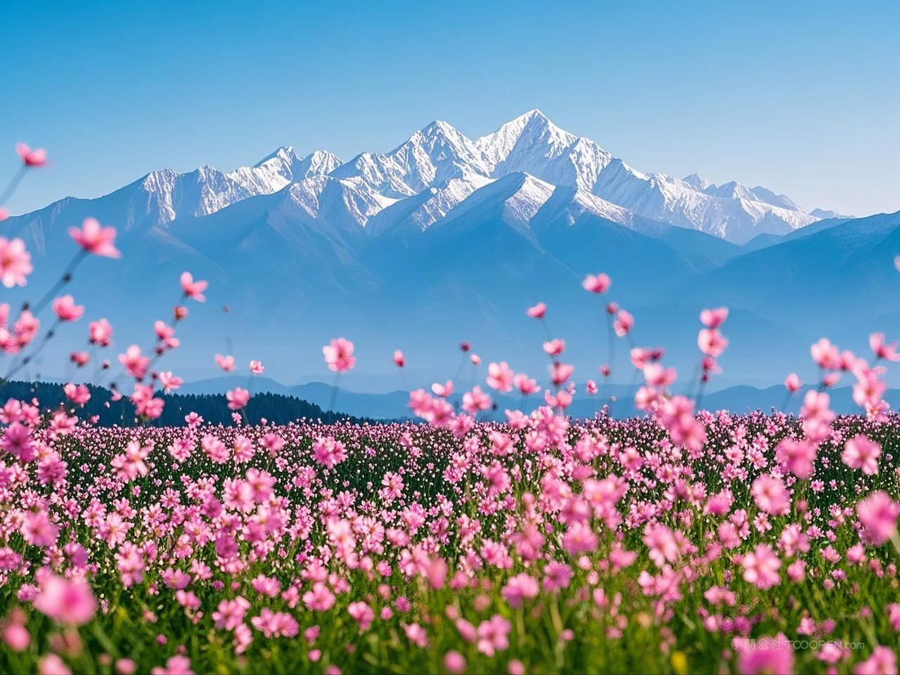 春天风光唯美春节田园风景花海景色