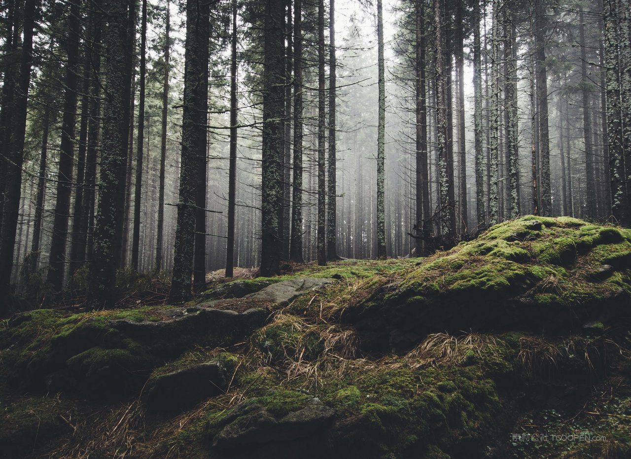 薄雾森林风景画图片