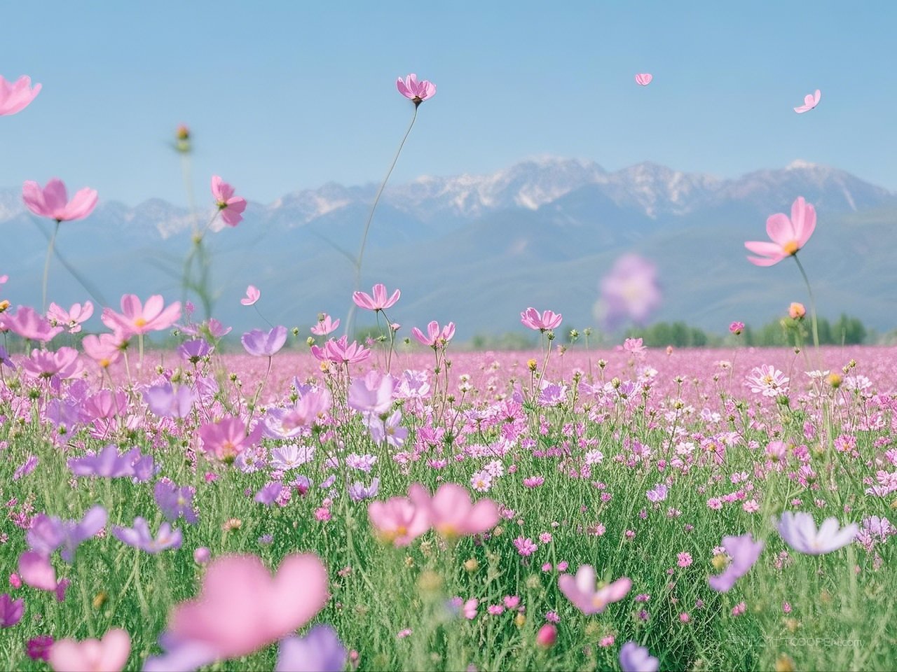 春节花海景色风景春天风光田园唯美