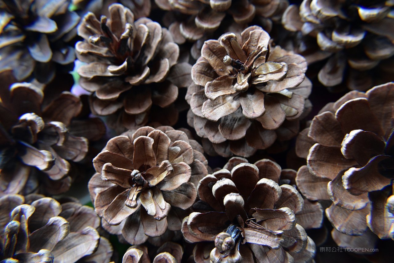 松树松果高清风景画图片