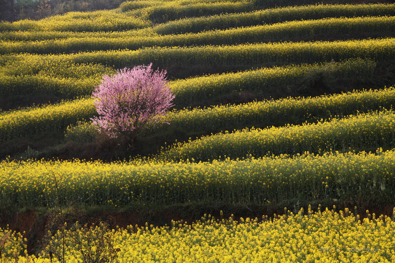 罗平油菜花摄影图片