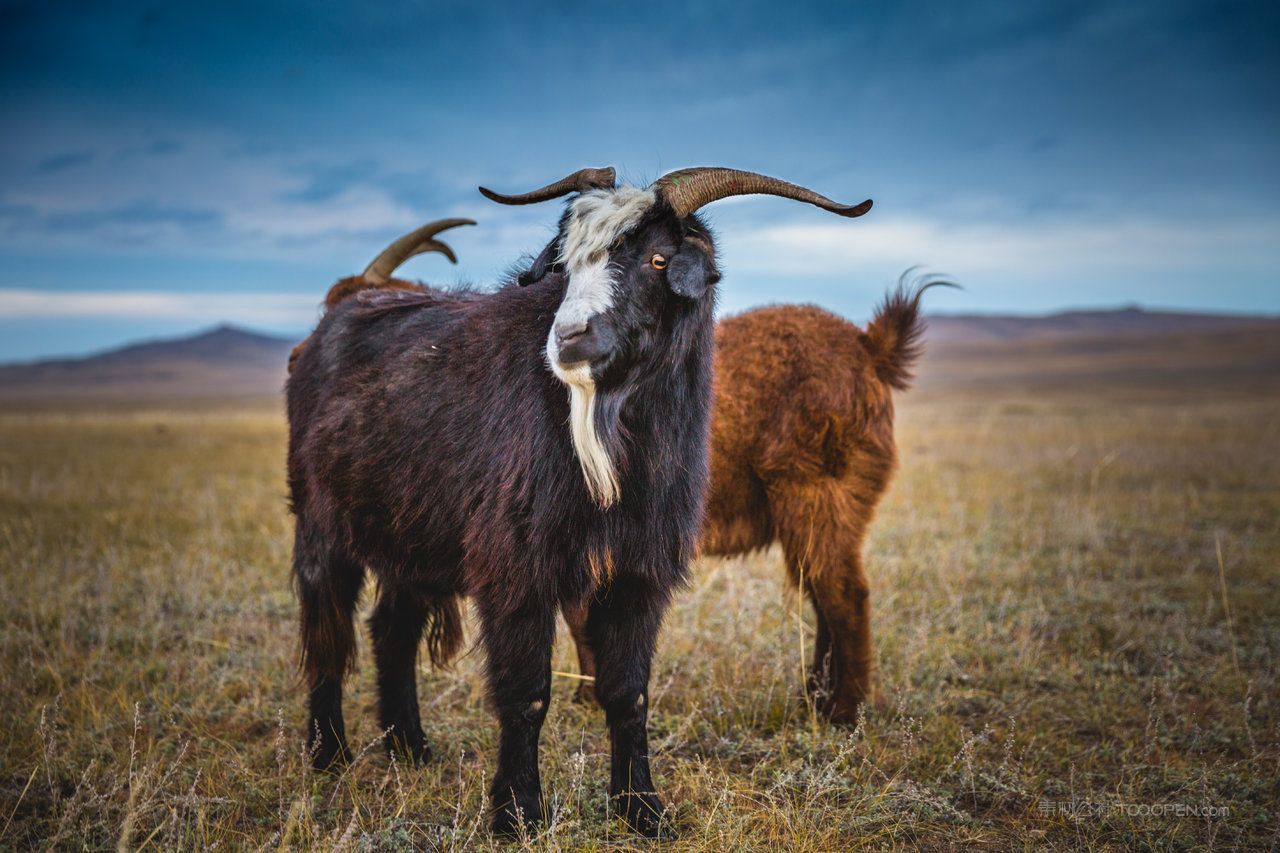 草原上的羊风景画图片
