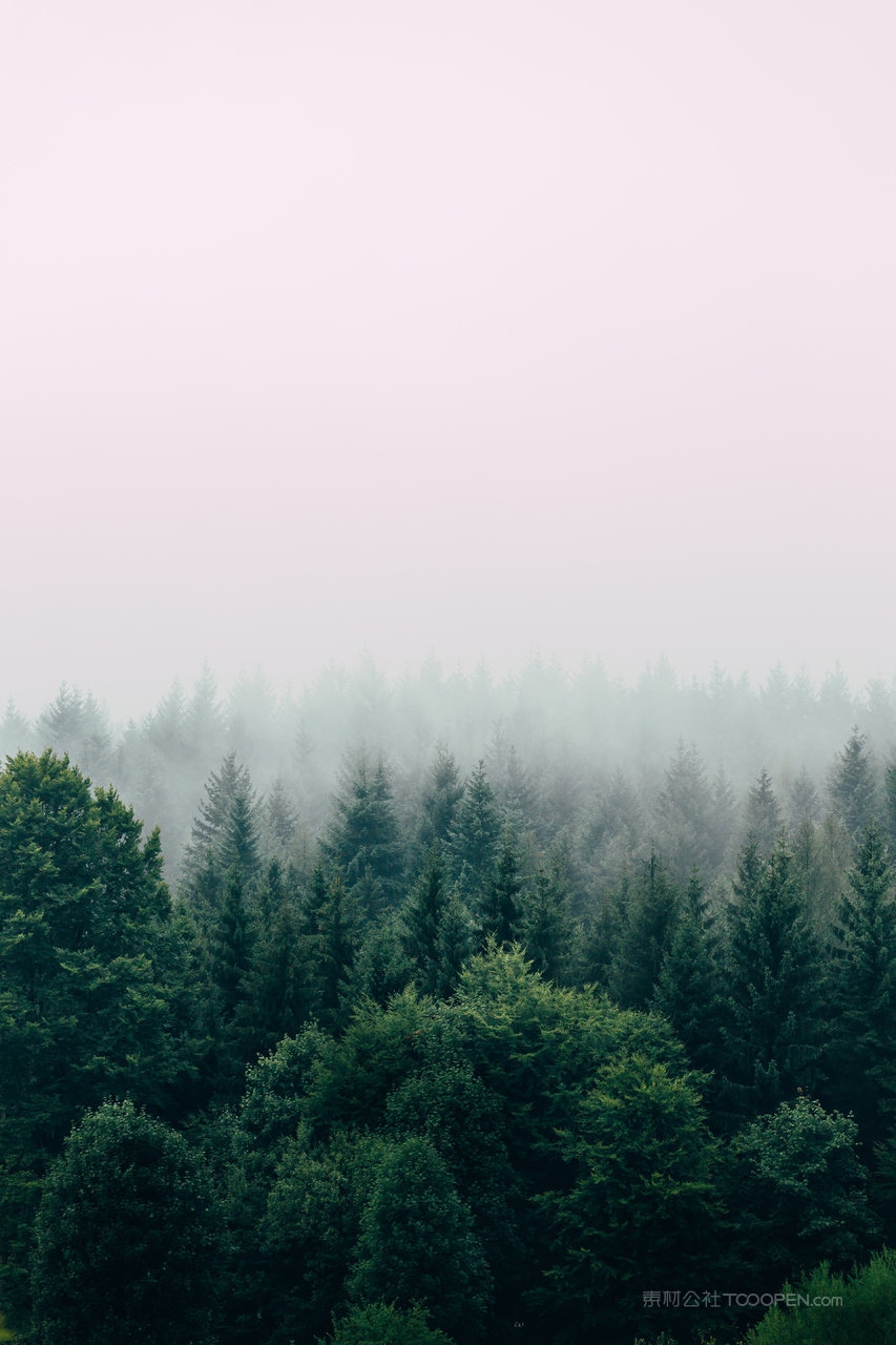树林森林迷雾图片