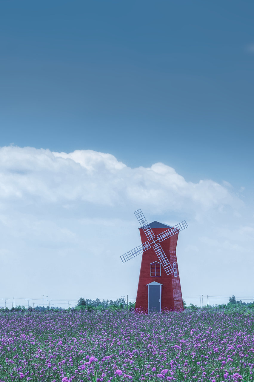 蓝天花海风景画图片