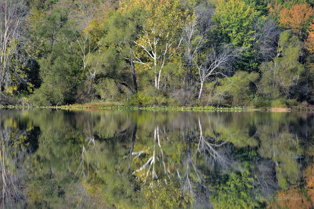 白桦树白桦林湖泊风景画图片