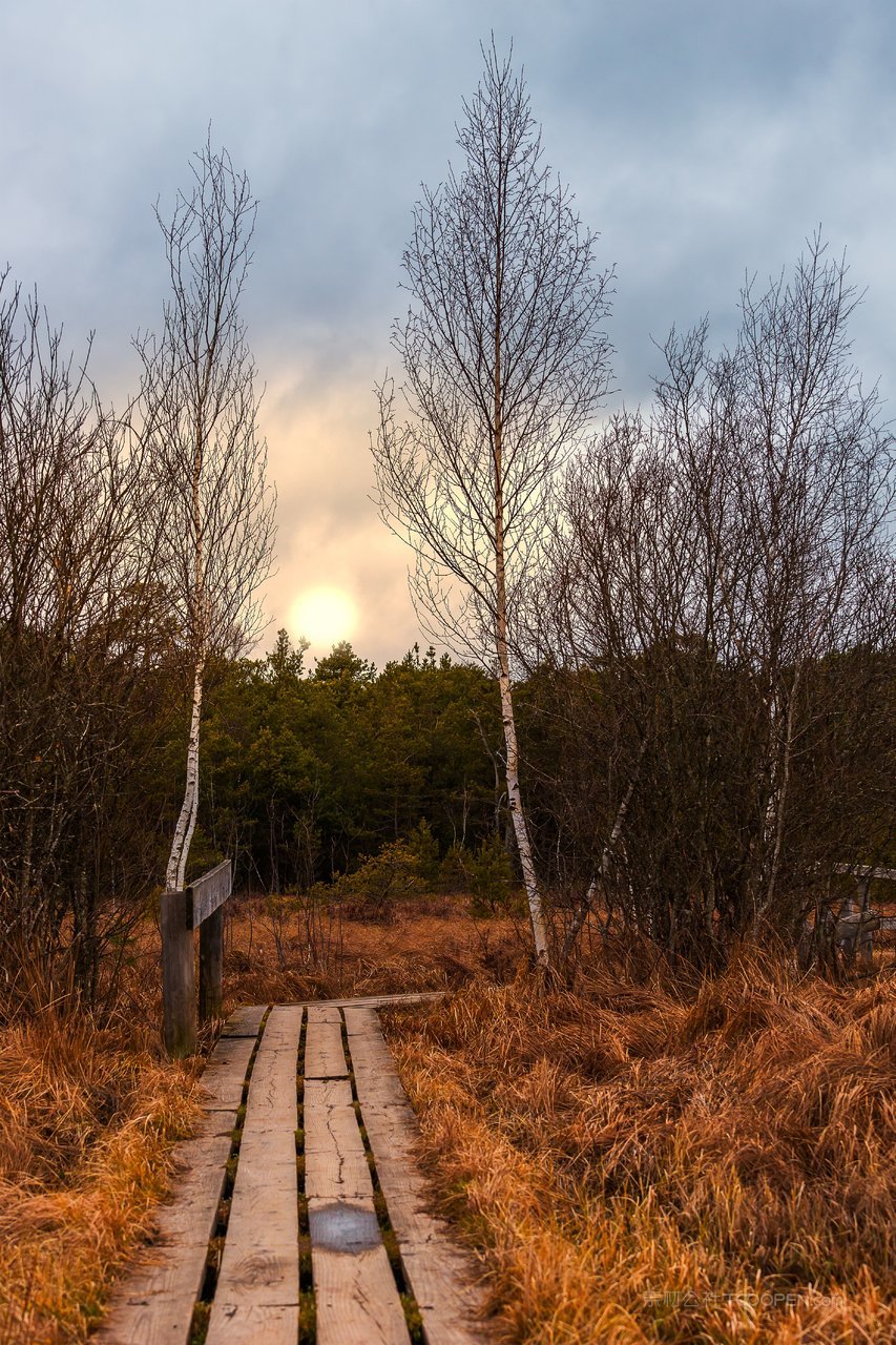 白桦树公园风景画素材