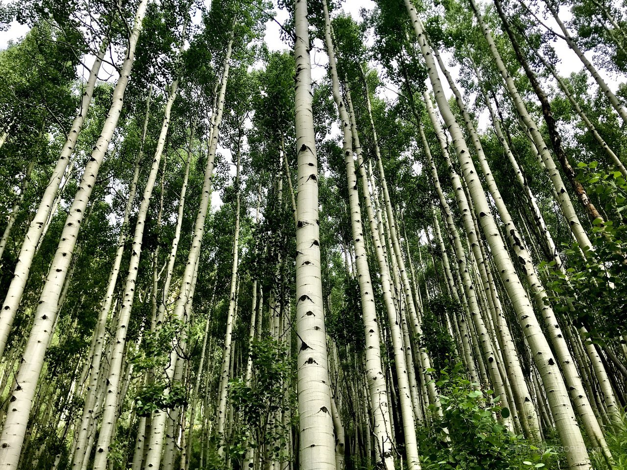 白桦树白桦林图片