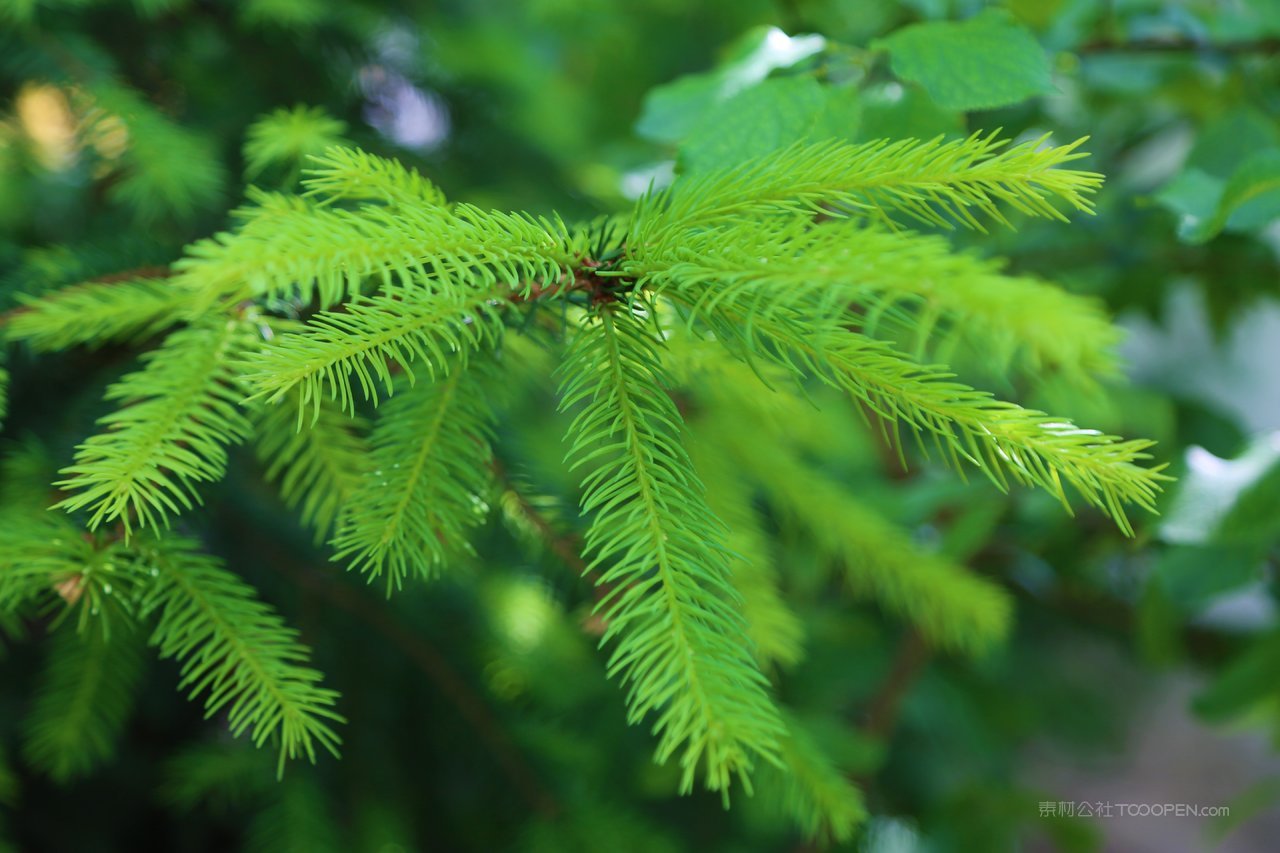松树树枝高清风景画图片