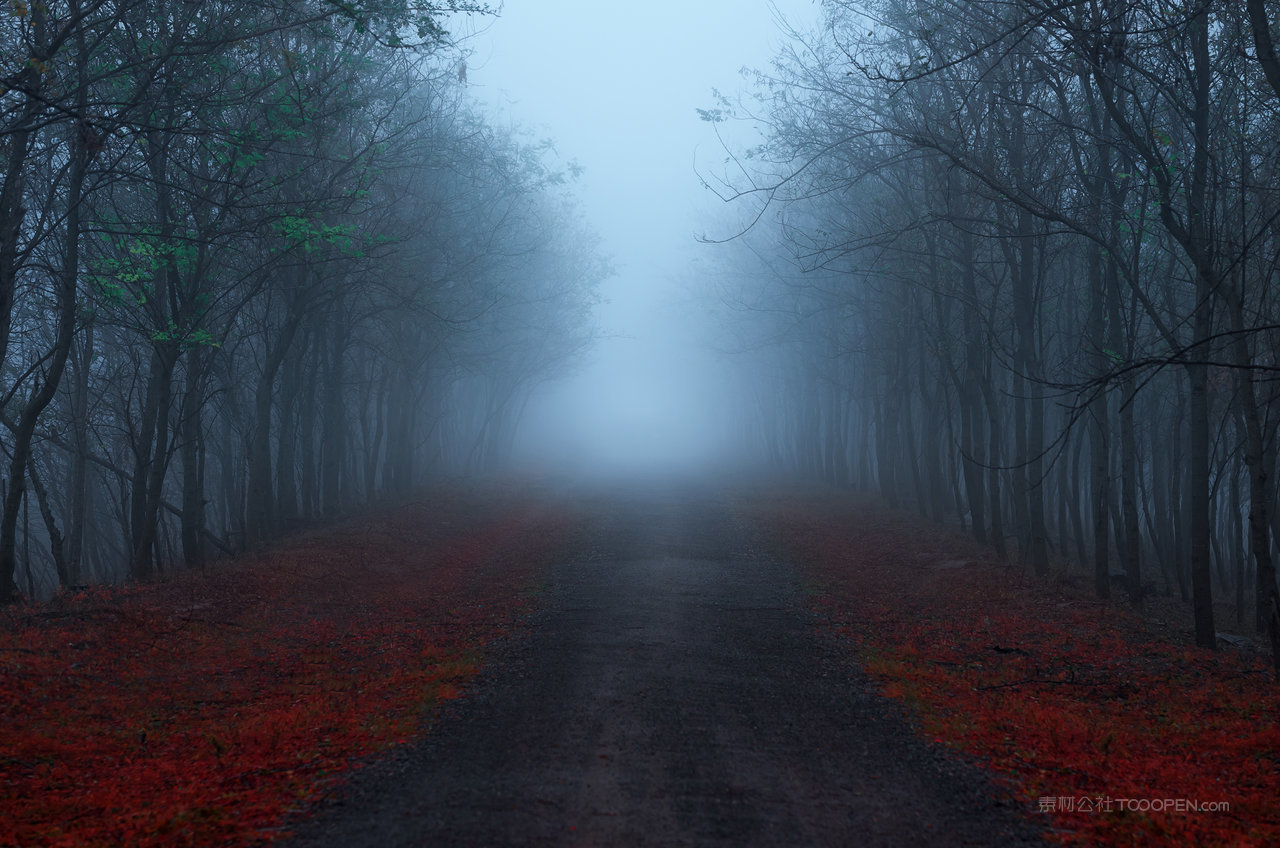 滩涂湿地森林风光