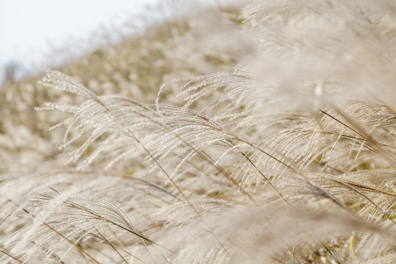 高清芦苇丛风景画图片